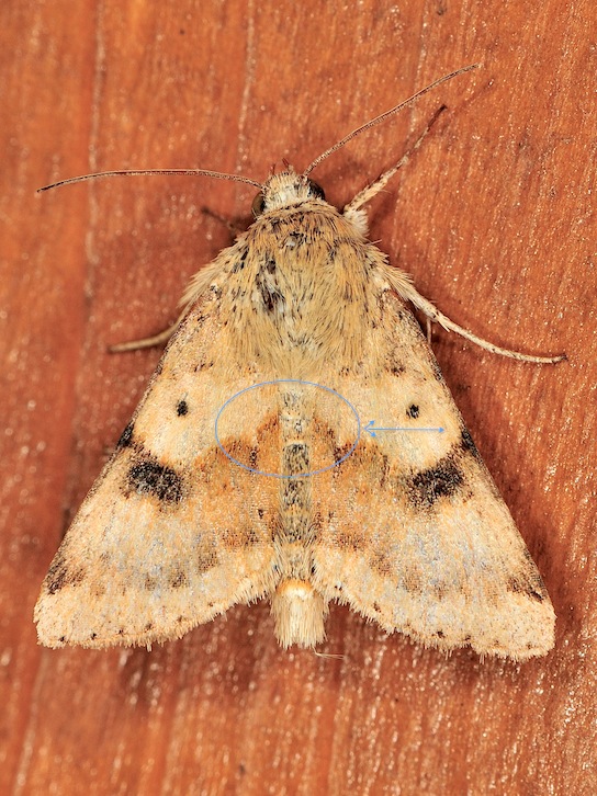 Heliothis maritima ?????